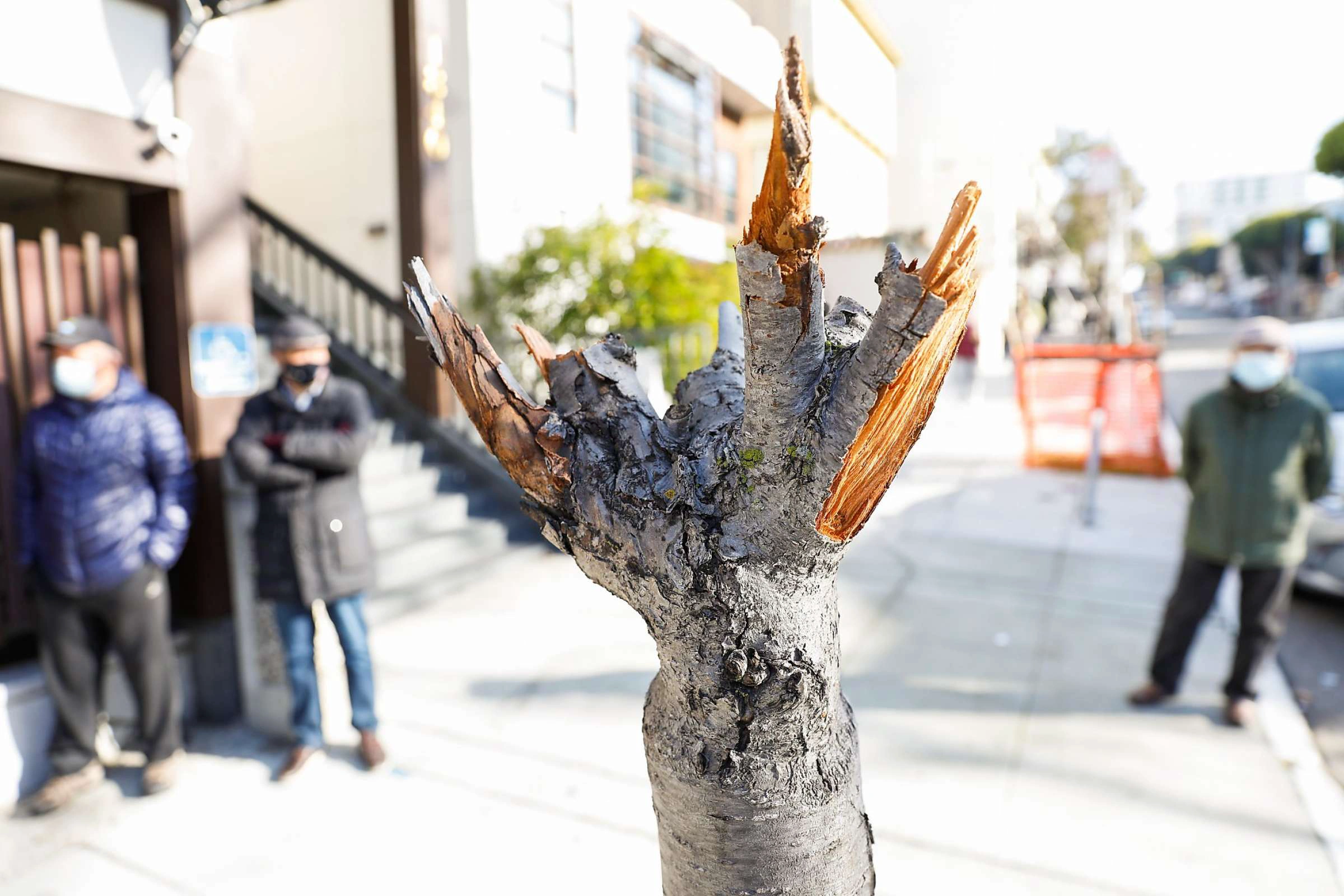 Defaced Cherry Blossom Tree in San Francisco