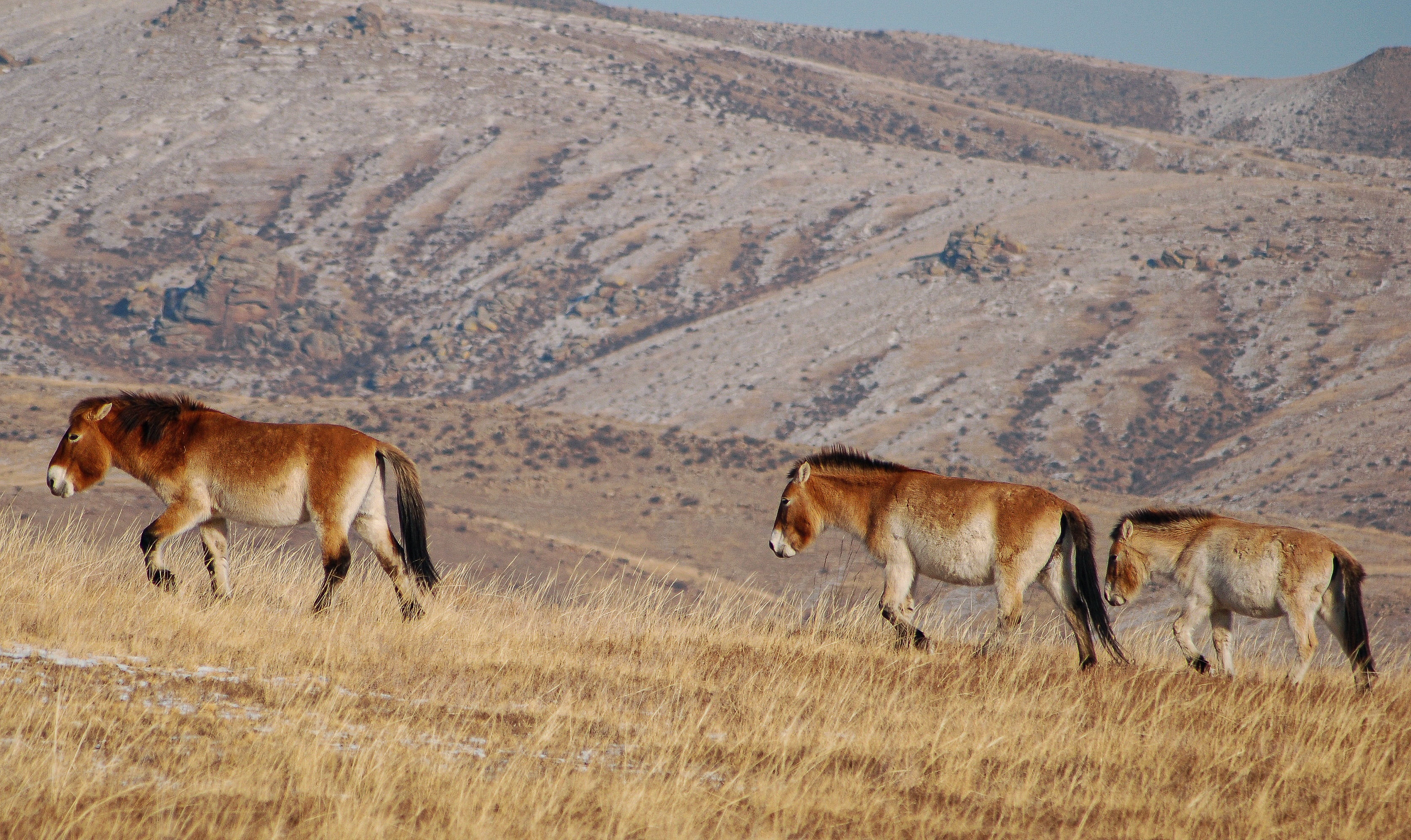 Takhi horses in Khustain Nuruu National Park in Mongolia