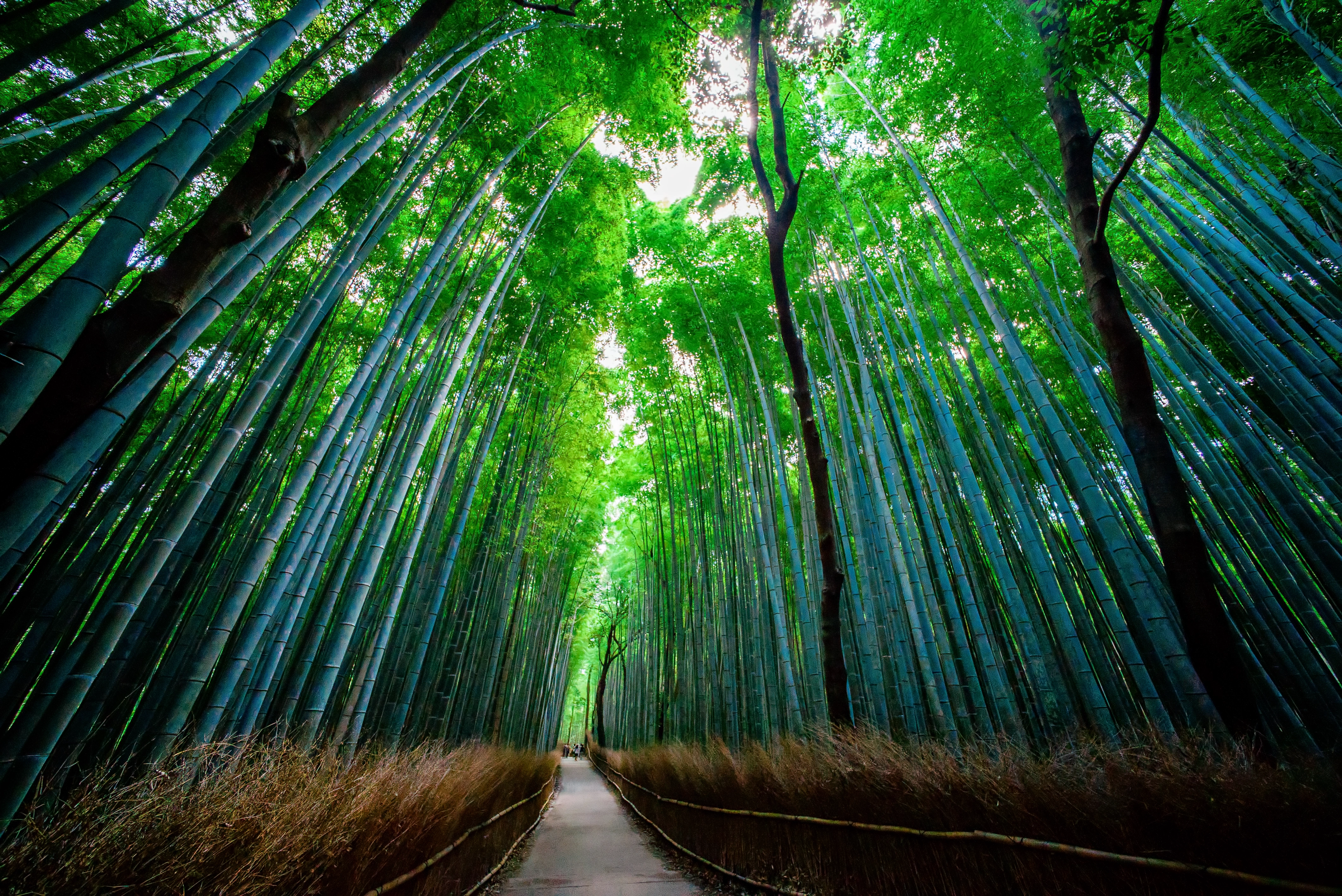 Sagano Bamboo Forest in Japan