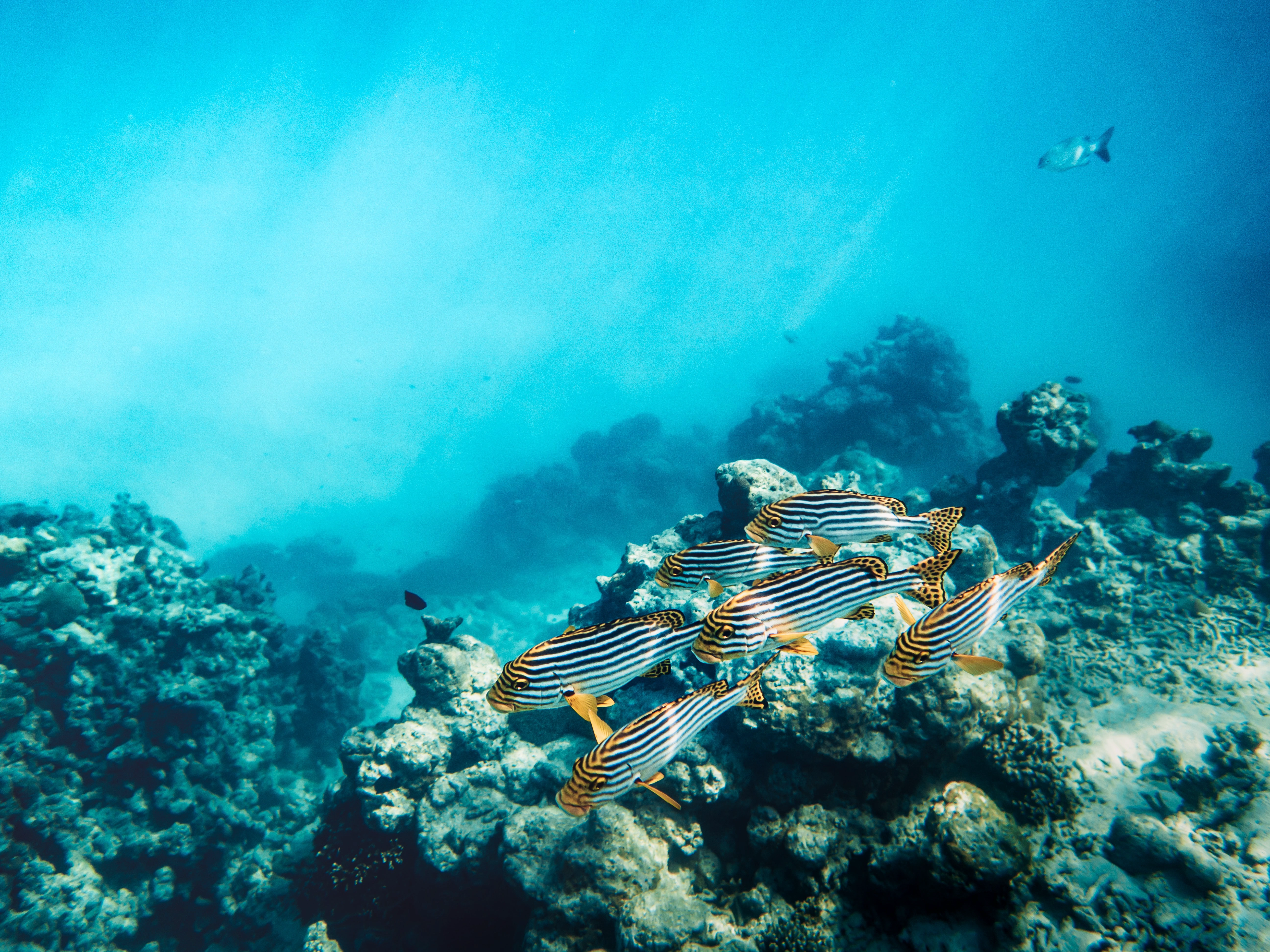 Fish swim in coral reef in the Maldives
