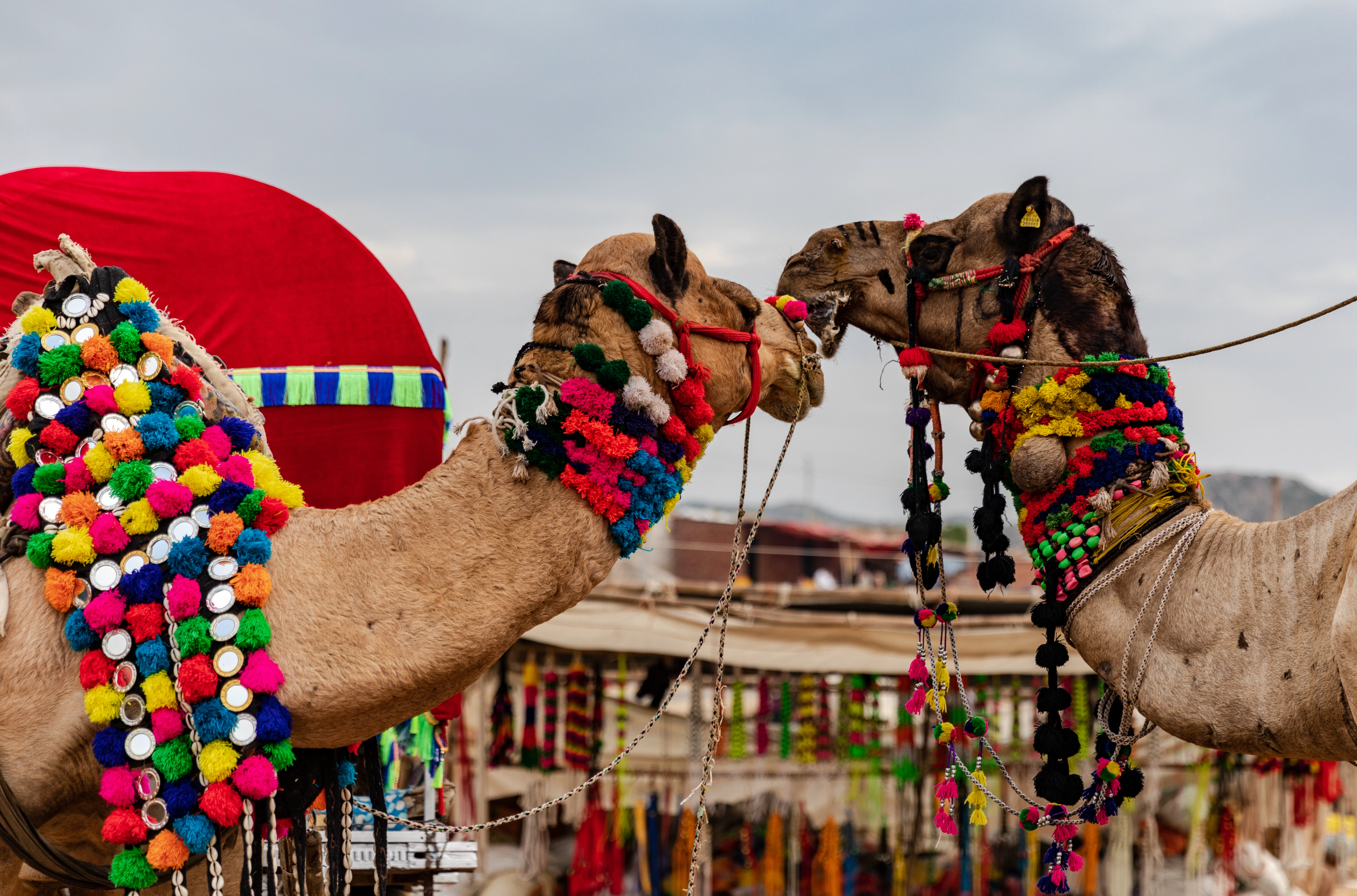 Decorated camels during Pushkar Camel Fair in India